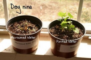 test plante micro-onde jour 9