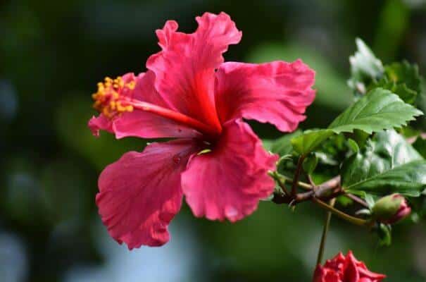 hibiscus