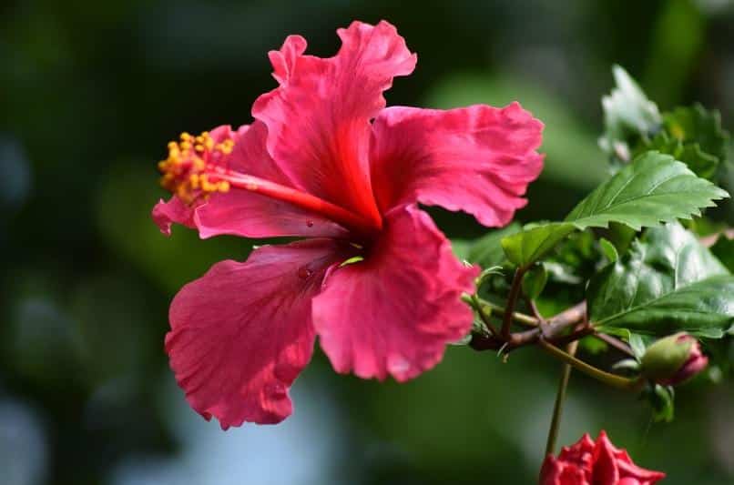 hibiscus