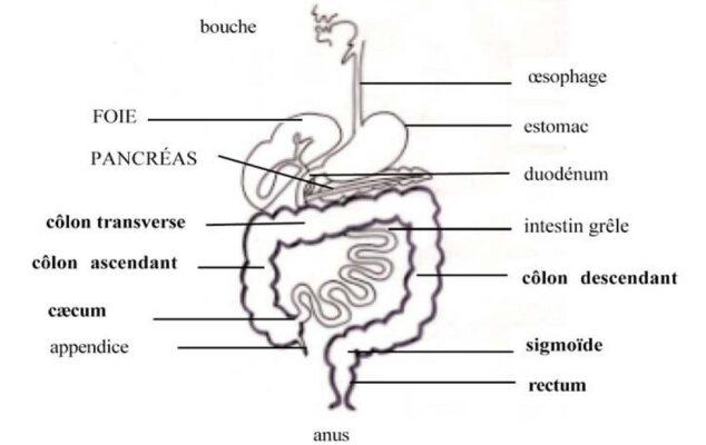 systeme digestif
