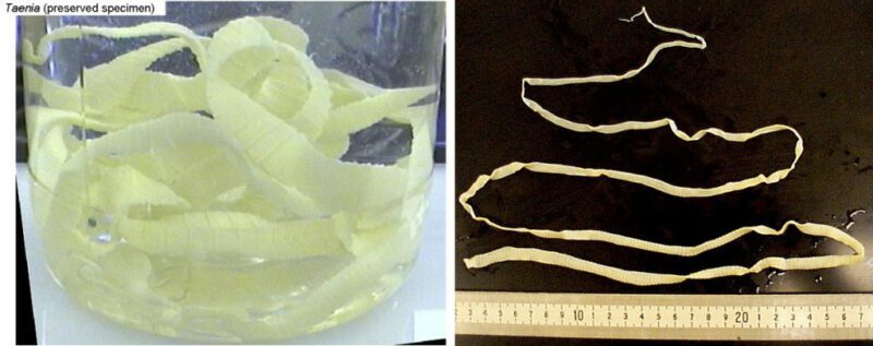 taenia