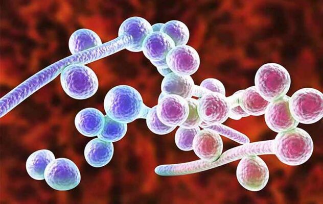 candida-albican