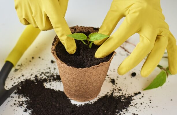 transplantation-fecale