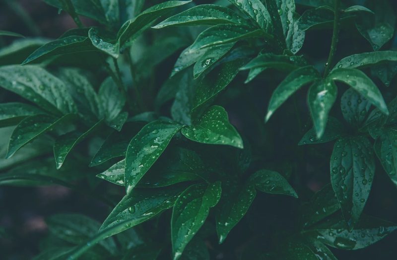 Adrien Thuin – Guérisseur – Soin spirituel