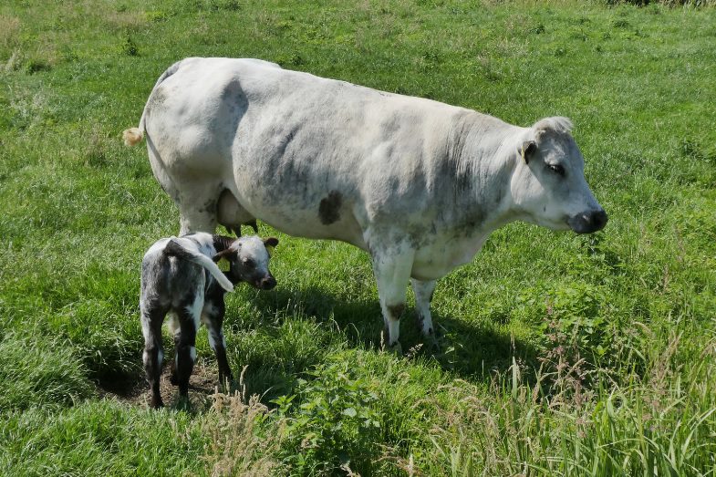 Adrien Thuin – Guérisseur – Soin spirituel