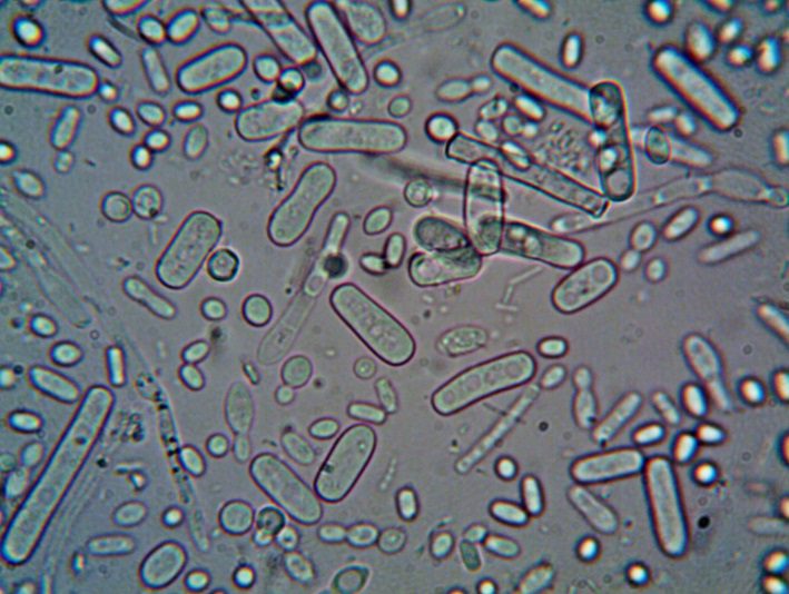 Adrien Thuin – Guérisseur – Soin spirituel