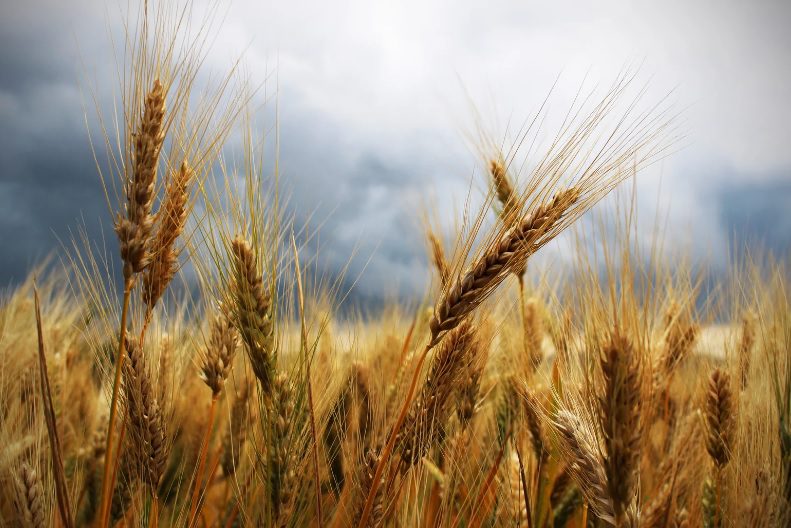 Adrien Thuin – Guérisseur – Soin spirituel